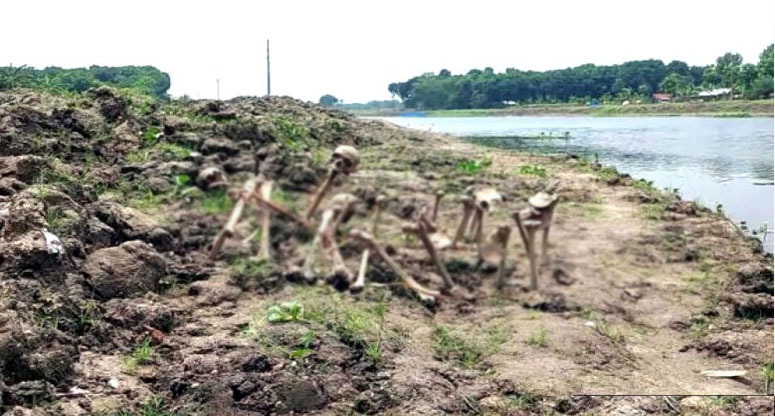 ঝিনাইদহের মহেশপুরে কলেজ বাসষ্ট্যান্ডে গণকবরের সন্ধান