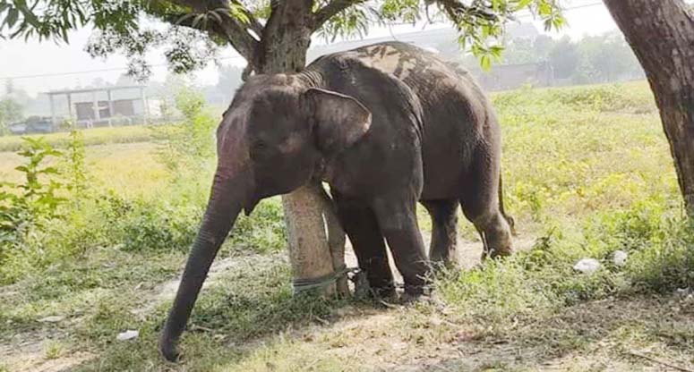 বোয়ালখালীতে বন্য হাতির আক্রমণে আহত শ্রমিকের মৃত্যু