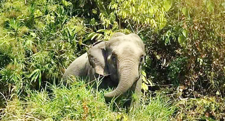 আনোয়ারা-কর্ণফুলীর লোকালয় থেকে হাতি সরাতে আইনি নোটিশ