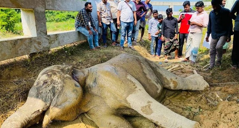 লোহাগাড়ায় ট্রেনের ধাক্কায় আহত বন্যহাতির