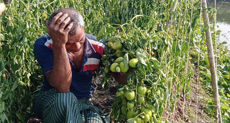 কৃষকের স্বপ্ন ধূলিসাৎ করলো দূর্বৃত্তরা!