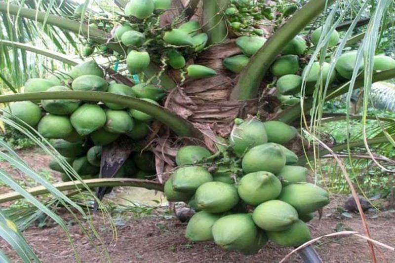ভিয়েতনামি, দারুণ নারিকেলের জাত