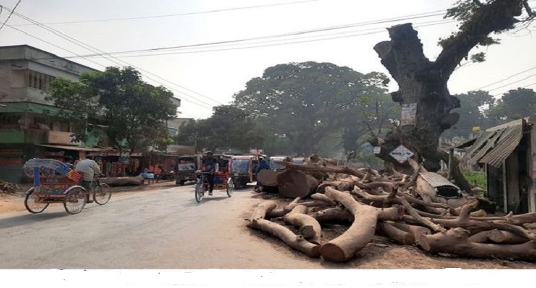 ঝিনাইদহে ব্যস্ত সড়কে গাছের ডাল