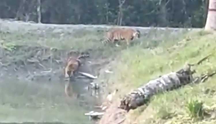 শরণখোলার চান্দেশ্বর ফরেস্ট অফিস বাঘের দখলে