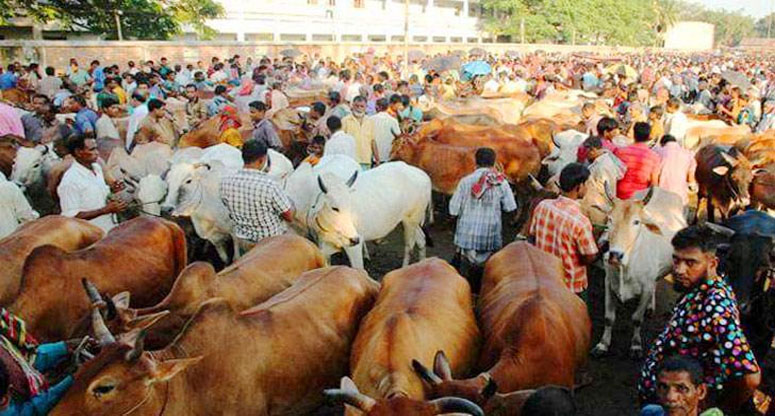 ফেনীর ১২৮টি স্থানে বসবে কুরবানীর পশুর হাট