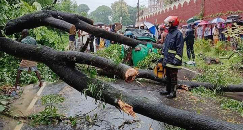 কাপ্তাইয়ে অটোরিকশার ওপর ভেঙে পড়ল গাছ, যান চলাচল বন্ধ