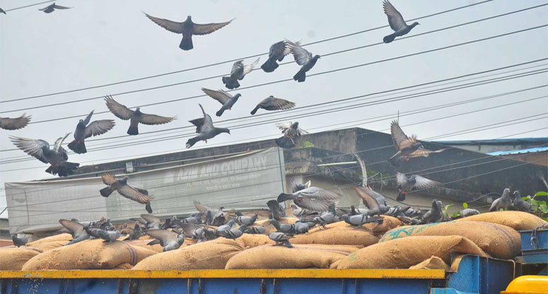 খাবারের খোঁজে কবুতরের ঝাঁক