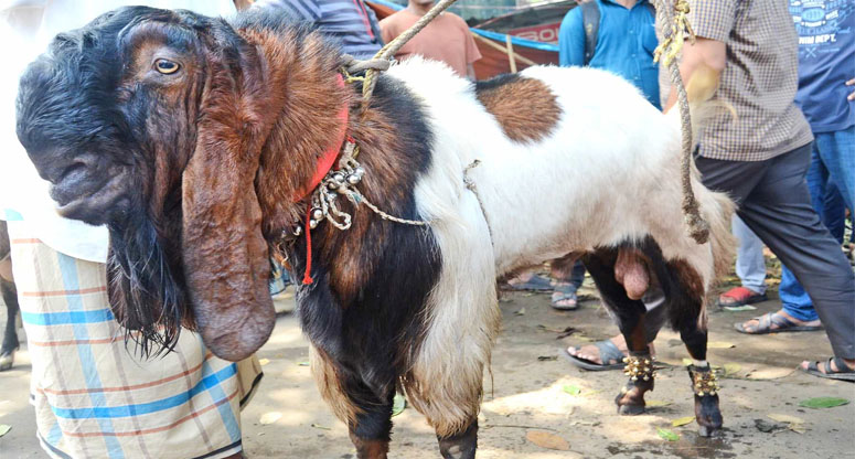 চড়া দামে বিক্রি হচ্ছে পাঁঠা ছাগল