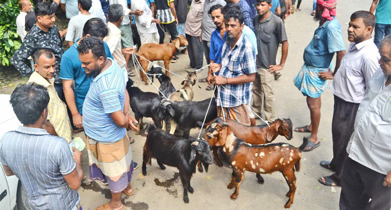 চড়া দামে বিক্রি হচ্ছে পাঁঠা ছাগল