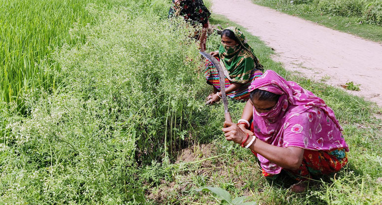 ঝিনাইদহে প্রাণঘাতী পার্থেনিয়ামের ভয়ংকর বিস্তারে পরিবেশ বিপর্যয়ের আশংকা