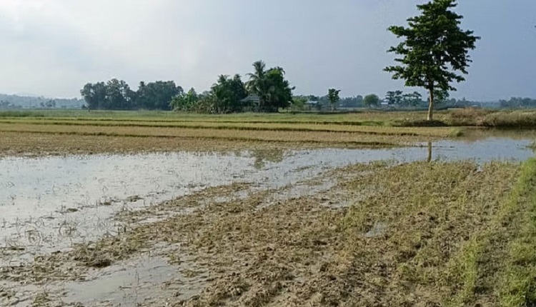 চট্টগ্রামে বন্যায় মৎস্য ও কৃষিতে ব্যাপক ক্ষতি