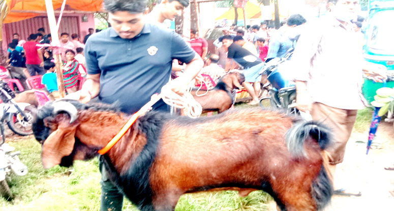 রাউজানে জমে উঠেছে পাঁঠা ছাগলের বাজার