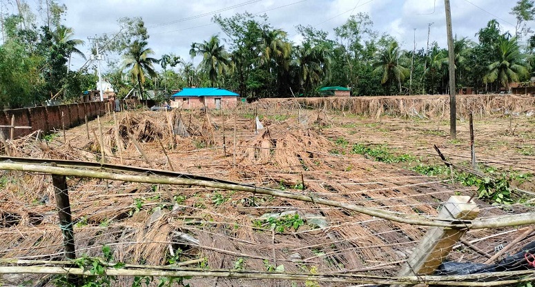 কক্সবাজারে ৭০ শতাংশ পান বরজ ক্ষতিগ্রস্ত