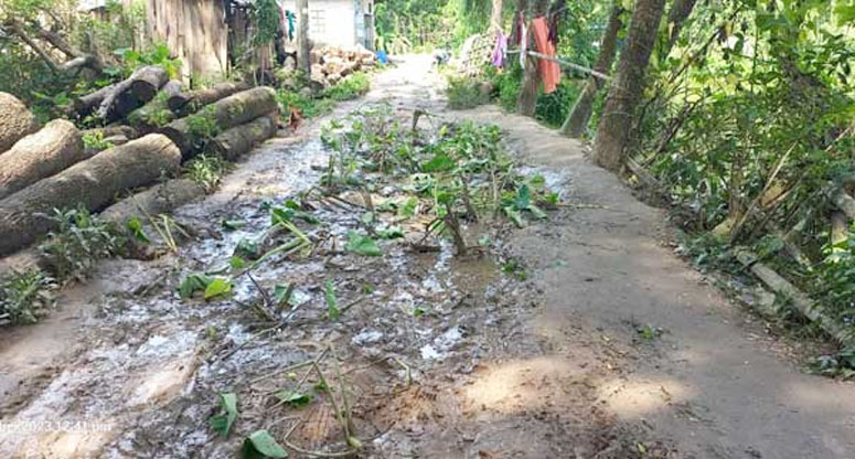 সড়কে কচু গাছ লাগিয়ে ব্যতিক্রমী প্রতিবাদ