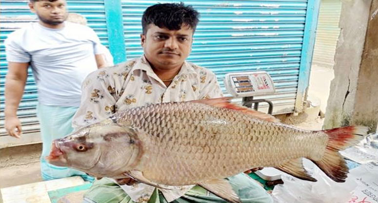 চরভদ্রাসনে ১৪ কেজির কাতলা ১৬ হাজারে বিক্রি