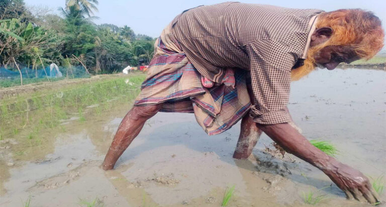 শার্শায় বোরো আবাদে খরচ বেশির আশঙ্কা