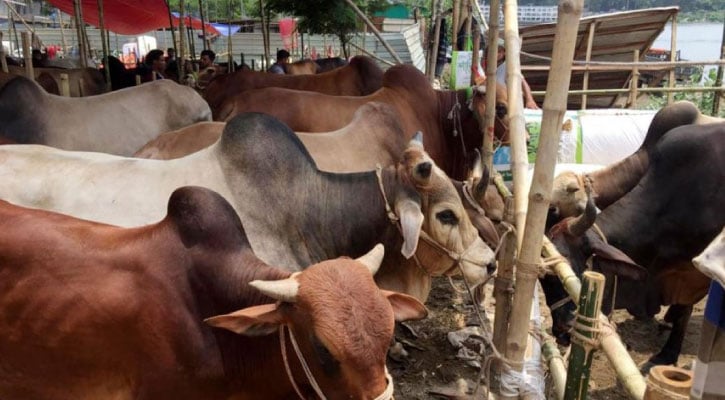 কোরবানির পশুর হাট