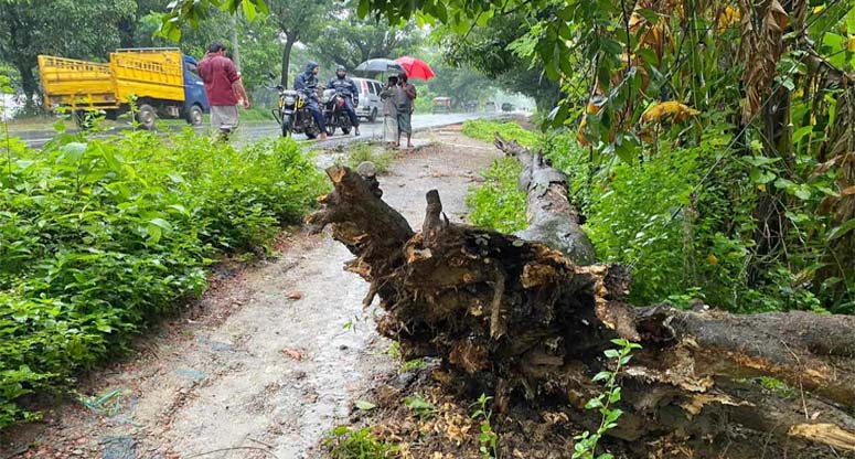 লোহাগাড়ায় চলন্ত ট্রাকে গাছ পড়ে নিহত ১, আহত ৬