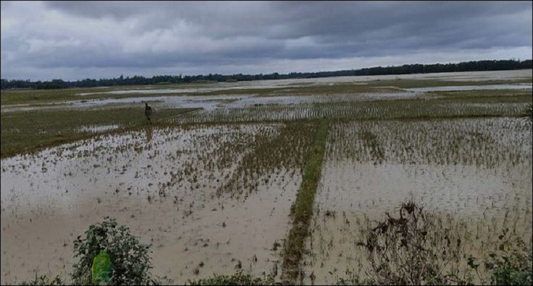 চাঁদপুরে বন্যায় কৃষিতে ক্ষতির পরিমান প্রায় ৯১ কোটি টাকা