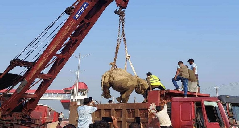 চট্টগ্রামে আহত বন্যহাতিকে চিকিৎসা দিতে পরিবেশ উপদেষ্টার নির্দেশ