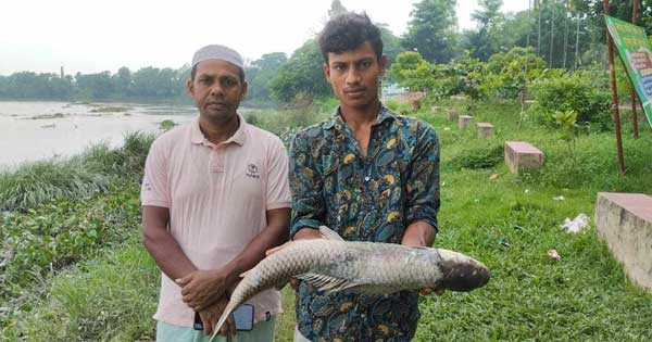 হালদায় ভেসে উঠল মৃত মা মৃগেল মাছ