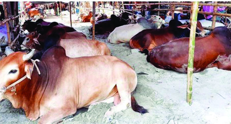 চট্টগ্রামে কোরবানির জন্য প্রস্তুত আট লাখ ৬১ হাজার গবাদিপশু